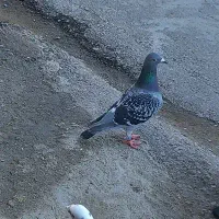 پلاکی مسافتی