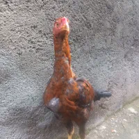 جوجه لاری 2500