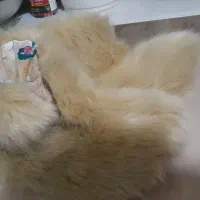 پاپوش خزدار|لباس|لاهیجان, خمیر کلایه|دیوار