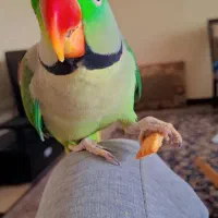 شاه طوطی نر بالغ کاملا آرام سخنگو باهوش بالا|پرنده|کرج, شهرک فهمیده|دیوار