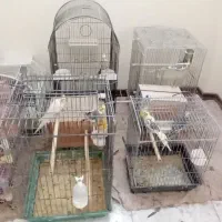 طوطی عروس هلندی