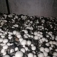 کارگر پرورش قارچ خانواده|استخدام صنعتی، فنی، مهندسی|سرخنکلاته, |دیوار