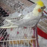 گمشده|حیوانات|اهواز, اسلام آباد شرقی|دیوار