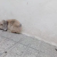 خرگوش بازیگوش