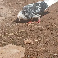 کبوتر یه جا به قیمت|پرنده|گرمسار, |دیوار