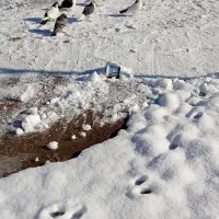 کفتر جفت گاه وپرشی