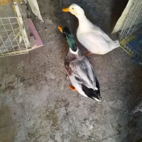 مرغابی خانگی فروش فوری