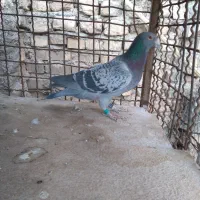 کبوتر پلاکی|حیوانات|اصفهان, الهیه|دیوار