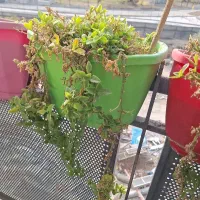 گلدان با پایه 7 عدد|گل و گیاه طبیعی|قمرود, |دیوار