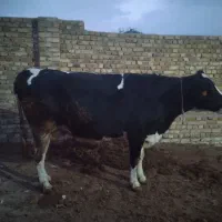 گاو شیری|حیوانات مزرعه|تاکستان, |دیوار