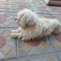 سگ گمشده