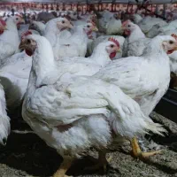 مرغ زنده گوشتی تحویل درب منزل