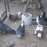 کبوتر فروشی