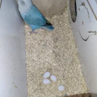 طوطی برزیلی اوپال ماده کار داده