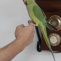 طوطی ملنگو سخنگو