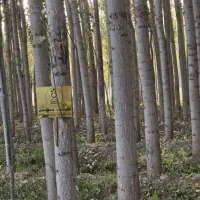 صنوبر سالم و راست قد|خدمات باغبانی و درختکاری|زیرآب, |دیوار