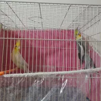 جفت عروس هلندی مولد