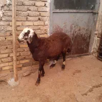 بره قوچ سر سفید|حیوانات مزرعه|گیان, |دیوار