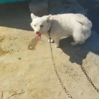 سگ پاپی اشپیتز|سگ|پیر بکران, |دیوار