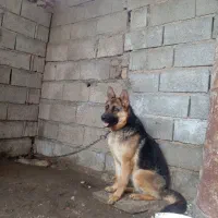 سگ ژرمن ۹ماهه|سگ|تاتار علیا, |دیوار