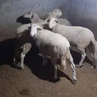 گوسفند قوچ لاکن|حیوانات مزرعه|گزنک, |دیوار