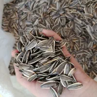 تخمه گل آفتاب اس ۴۰۰ خوش طعم تازه