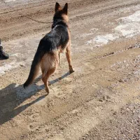 سگ نژاد ژرمن|سگ|اردبیل, |دیوار