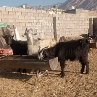 بز داشتی جوان شکم اول