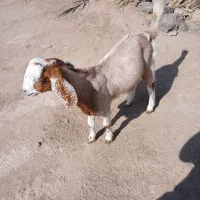 کهره نر