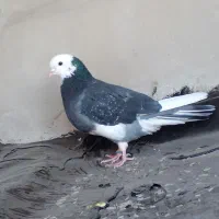 کبوتر شازدهه نر