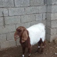 گوسفند دورگ|حیوانات مزرعه|سبزوار, رباط|دیوار