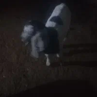 بزغاله شیری