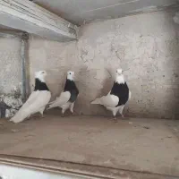 طوقی یه جایی