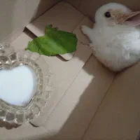 خرگوش خوشکل و بازیگوش