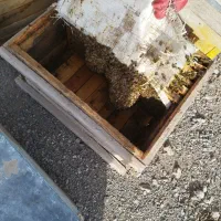 ملکه جفت خورده بومی