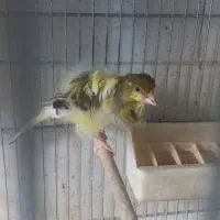 فروش قناری|پرنده|الوند, |دیوار