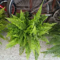 گل وگیاه،بنسای، بنجامین،لیندا،بگونیا