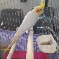 عروس هلندی نر اماده