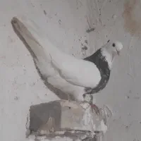 طوقی و سینه ای