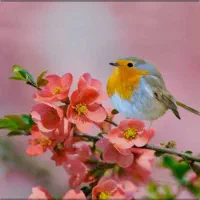 جشنواره و گردهمایی برای درآمد دلاری و سرگرمی