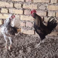 ۳ عد خروس گلین چهل تاج