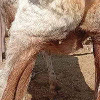 فروش میش بره دار و آبس|حیوانات مزرعه|گنبد کاووس, |دیوار