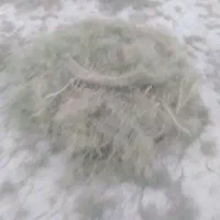 خارسبز پرتخم
