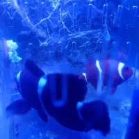 یک جفت دلقک ماهی مرون .ماهی ابشور اب شور خانگی