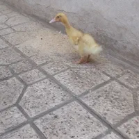 جوجه اردک خوشگل