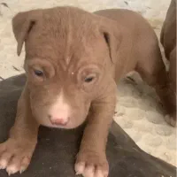 پیتبول اصیل نر سه عدد