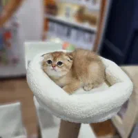 اسکاتیش گلد