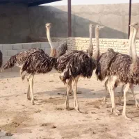 شترمرغ 5 ماه