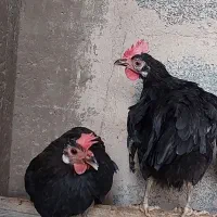 مرغ عربی تخم گذار