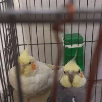 فروشی عروس هلندی|پرنده|قرچک, شهرک طلائیه|دیوار